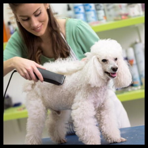 Canine and Feline CPR and First Aid for Grooming Professionals (SKU-CANGROOM)