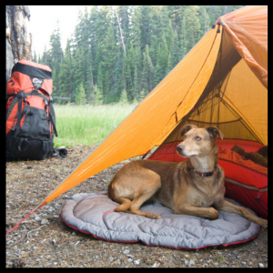 Canine Wilderness Emergency First Aid Course (SKU-CANWILD)