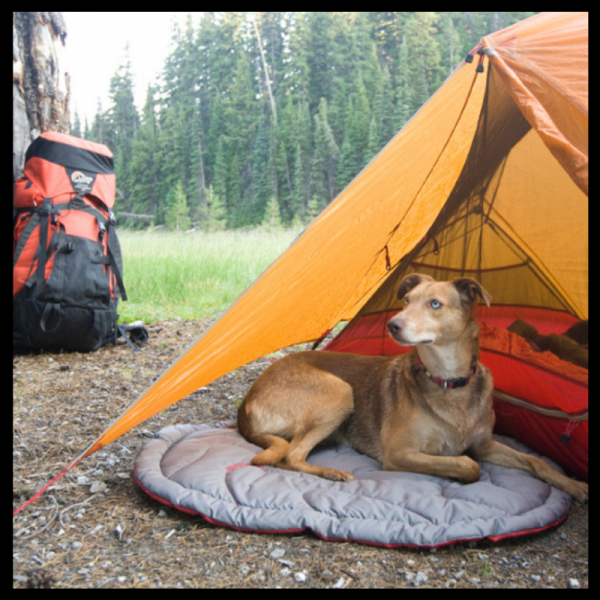 Canine Wilderness Emergency First Aid Course (SKU-CANWILD)