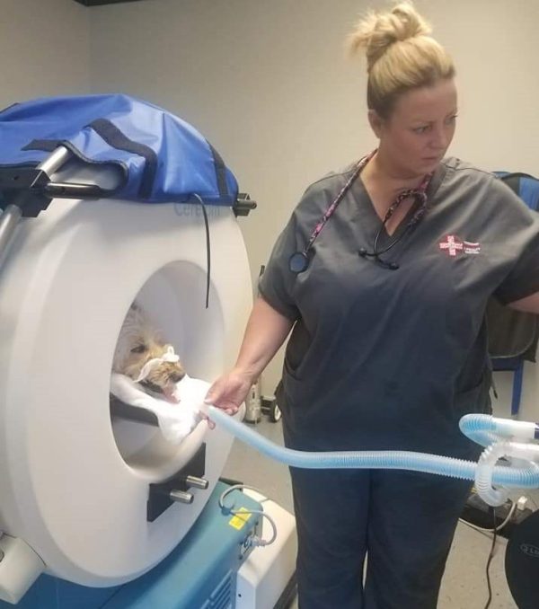 Canine and Feline CPR and Advanced Life Support for Vet Professionals Virtual Live Certification Class- 2/26/25 7pm EST/6pm CST/5pm MST/4pm PST - Image 3