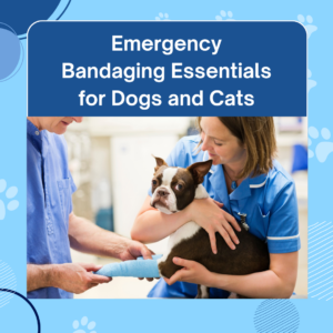 Emergency Bandaging Essentials for Dogs and Cats